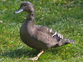 African Black Duck